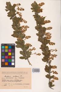 Барбарис обыкновенный L., Восточная Европа, Нижневолжский район (E9) (Россия)