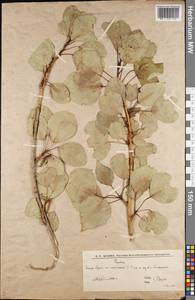 Тополь, Восточная Европа, Нижневолжский район (E9) (Россия)