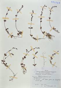 Вероника тимьянолистная L., Сибирь, Дальний Восток (S6) (Россия)