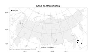 Sasa septentrionalis, Саза северная Makino, Атлас флоры России (FLORUS) (Россия)