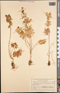 Борец круглолистный Kar. & Kir., Средняя Азия и Казахстан, Северный и Центральный Тянь-Шань (M4) (Киргизия)