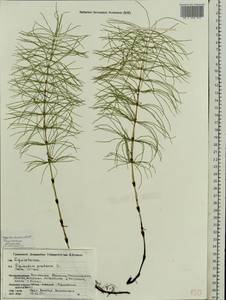 Хвощ луговой Ehrh., Восточная Европа, Белоруссия (E3a) (Белоруссия)