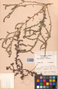 Солянка обыкновенная, Солянка сорная L., Восточная Европа, Нижневолжский район (E9) (Россия)