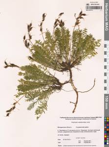 Остролодочник Васьковского Jurtzev, Сибирь, Чукотка и Камчатка (S7) (Россия)