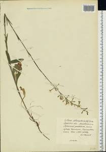Смолевка зеленоцветковая (Willd.) Ehrh., Восточная Европа, Северо-Украинский район (E11) (Украина)