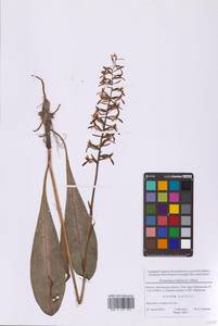 Любка двулистная, Ночная фиалка (L.) Rich., Восточная Европа, Московская область и Москва (E4a) (Россия)