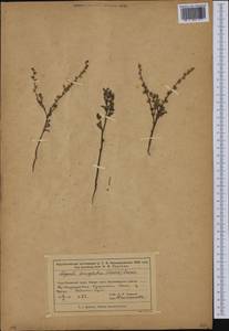 Липучка поникшая (Lehm.) Menyh., Средняя Азия и Казахстан, Муюнкумы, Прибалхашье и Бетпак-Дала (M9) (Казахстан)