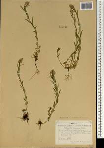 Истод хохлатый, Монголия (MONG) (Монголия)