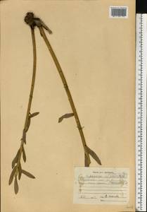 Молочай полумохнатый (Prokh.) Krylov, Восточная Европа, Центральный район (E4) (Россия)