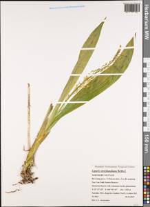 Liparis stricklandiana Rchb.f., Зарубежная Азия (ASIA) (Вьетнам)