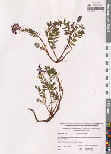 Копеечник копеечниковый (L.) Schinz & Thell., Сибирь, Чукотка и Камчатка (S7) (Россия)