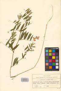 Lathyrus palustris subsp. palustris, Сибирь, Дальний Восток (S6) (Россия)