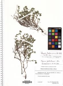 Thymus bashkiriensis × stepposus, Восточная Европа, Средневолжский район (E8) (Россия)