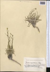 Jurinea mugodsharica Iljin, Средняя Азия и Казахстан, Прикаспийский Устюрт и Северное Приаралье (M8) (Казахстан)