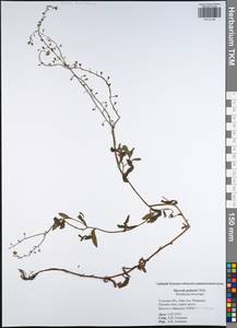 Незабудка скорпионовидная L., Восточная Европа, Центральный район (E4) (Россия)