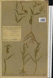 Rabelera holostea (L.) M. T. Sharples & E. A. Tripp, Восточная Европа, Южно-Украинский район (E12) (Украина)