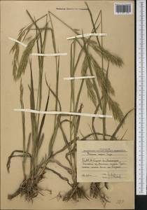 Костер безостый Leyss., Средняя Азия и Казахстан, Западный Тянь-Шань и Каратау (M3) (Узбекистан)