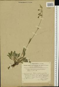 Смолевка поникшая L., Восточная Европа, Восточный район (E10) (Россия)