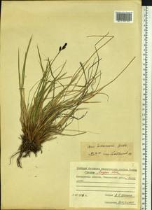 Осока траурная (Holm) T.V.Egorova, Сибирь, Чукотка и Камчатка (S7) (Россия)