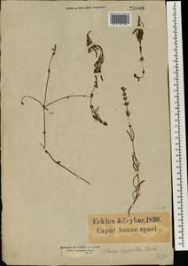 Stachys hyssopoides Burch. ex Benth., Африка (AFR) (ЮАР)