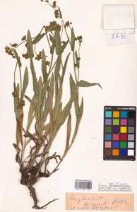 Bupleurum terminum A.P.Khokhr., Зарубежная Азия (ASIA) (Турция)