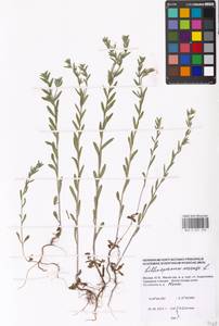 Буглосоидес полевой, Воробейник полевой (L.) I.M.Johnst., Восточная Европа, Московская область и Москва (E4a) (Россия)