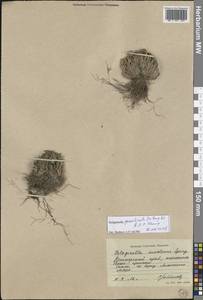 Selaginella graniticola Jie Yang bis & X.C.Zhang, Сибирь, Дальний Восток (S6) (Россия)