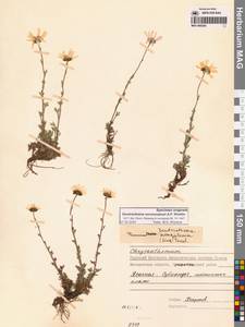 Chrysanthemum zawadzkii subsp. peleiolepis (Trautv.) Zuev, Сибирь, Чукотка и Камчатка (S7) (Россия)