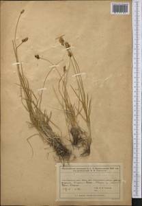 Осока, Средняя Азия и Казахстан, Муюнкумы, Прибалхашье и Бетпак-Дала (M9) (Казахстан)