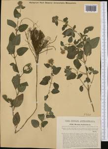Mentha × verticillata L., Западная Европа (EUR) (Венгрия)