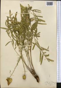 Rhaponticoides ruthenica (Lam.) M. V. Agab. & Greuter, Средняя Азия и Казахстан, Западный Тянь-Шань и Каратау (M3) (Узбекистан)