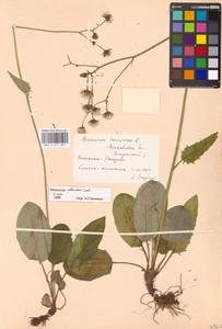 Hieracium jurassicum subsp. translucens (Arv.-Touv.) Greuter, Восточная Европа, Московская область и Москва (E4a) (Россия)