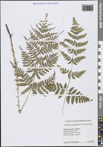 Щитовник картузианский, Щитовник шартрский (Vill.) H.P.Fuchs, Сибирь, Западная Сибирь (S1) (Россия)