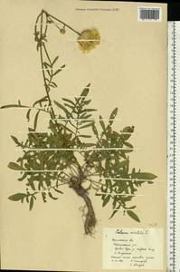 Василек восточный L., Восточная Европа, Центральный лесостепной район (E6) (Россия)