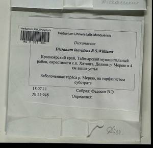 Dicranum laevidens R.S. Williams, Гербарий мохообразных, Мхи - Красноярский край, Тыва и Хакасия (B17) (Россия)