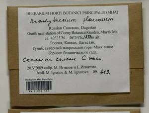 Brachythecium glareosum (Bruch ex Spruce) Schimp., Гербарий мохообразных, Мхи - Северный Кавказ и Предкавказье (B12) (Россия)