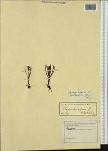 Chamorchis alpina (L.) Rich., Западная Европа (EUR) (Неизвестно)