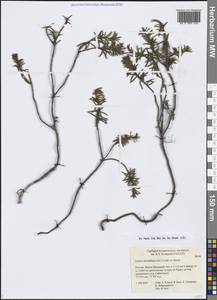 Рододендрон войлочный (Stokes) Harmaja, Сибирь, Западная Сибирь (S1) (Россия)