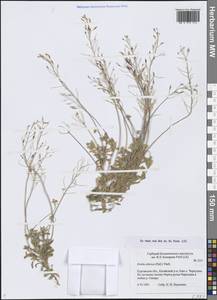 Крупка сибирская (Pall.) Thell., Сибирь, Западная Сибирь (S1) (Россия)