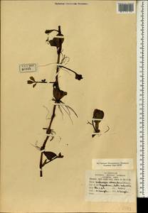 Ludwigia adscendens (L.) H. Hara, Зарубежная Азия (ASIA) (Индия)