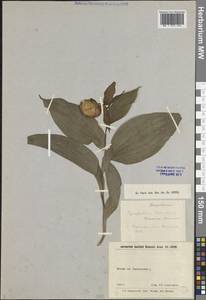 Венерин башмачок настоящий L., Восточная Европа, Волжско-Камский район (E7) (Россия)