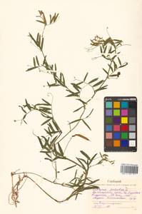 Lathyrus palustris subsp. palustris, Сибирь, Дальний Восток (S6) (Россия)