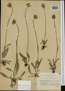Crepis alpestris (Jacq.) Tausch, Западная Европа (EUR) (Италия)