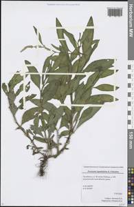 Горец развесистый, Горец щавелелистный (L.) Gray, Восточная Европа, Восточный район (E10) (Россия)