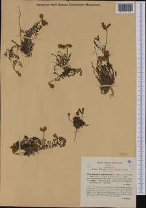 Hedysarum spinosissimum subsp. capitatum (Rouy)Asch. & Graebn., Западная Европа (EUR) (Италия)