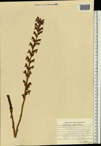 Заразиха белая Steph. ex Willd., Восточная Европа, Центральный лесостепной район (E6) (Россия)