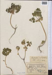 Молочай солнцегляд L., Средняя Азия и Казахстан, Копетдаг, Бадхыз, Малый и Большой Балхан (M1) (Туркмения)