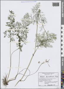 Тмин бурятский Turcz., Сибирь, Прибайкалье и Забайкалье (S4) (Россия)