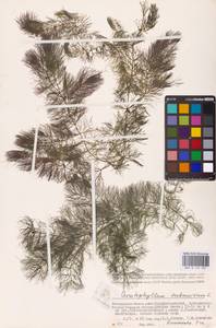 Роголистник светло-зеленый L., Восточная Европа, Нижневолжский район (E9) (Россия)