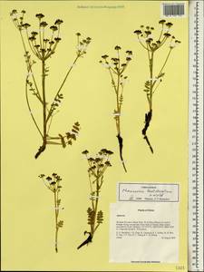 Chamaesium thalictrifolium H. Wolff, Зарубежная Азия (ASIA) (КНР)